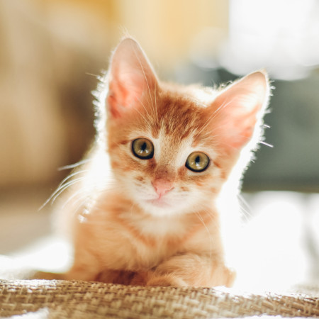 Можно ли дать кошке обезболивающее | Purina